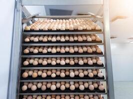 Hatching eggs on the rack egg trolly before incubation process in hatchery industry. photo