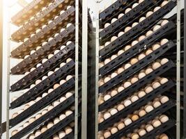 The hatching eggs on the rack egg trolly before incubation process in hatchery industry photo