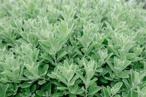 Close up small green leaves. Natural background photo