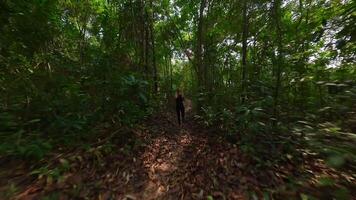 Cinematic FPV drone shot of female runner in activewear running along leafy jungle trail surrounded by tropical vegetation. Ideal for nature and adventure themes. video