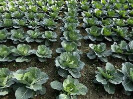 Cabbage in the field. photo