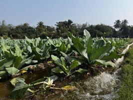 Cauliflower has been cultivated in the field. photo