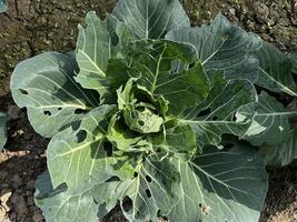 Cabbage plants have been destroyed by pests. photo