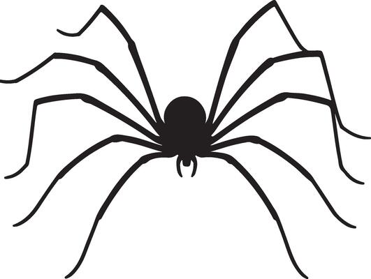 A black spider on a white background