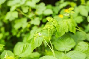 Raspberry leaves in summer photo