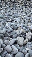 Gray pebbles scattered across ground create natural textured surface, showcasing unique patterns photo