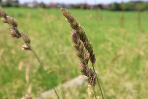 Close-Up of Grass Seed Head in a Verdant Field Setting on a sunny day photo