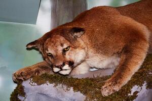 Arnold, CA, 2025 - State Park Display Of Mountain Lion In Museum photo