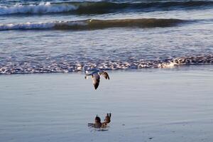 Bird In Flight Low Over Sand Beach With Reflection photo