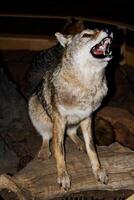 Arnold, CA, 2025 - State Park Display Of Coyote In Museum photo