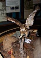 Arnold, CA, 2025 - Calaveras Big Trees State Park Display Of Preserved Owl With Outstretched Wings And Talons Bared photo