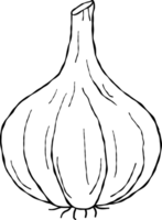 garlic vegetable and garlic drawing png