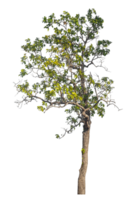 Green trees isolated on transparent background with clipping path, single tree with clipping path and alpha channel png