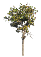 Trees isolated on transparent background, tropical trees isolated used for design png