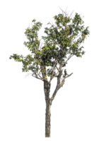 trees isolated on transparent background with clipping path and alpha channel png