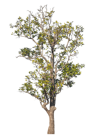 Trees isolated on transparent background, tropical trees png