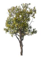 Single tree isolated on transparent background,high qaulity tree. png