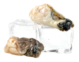 Oysters with ice cube isolated png