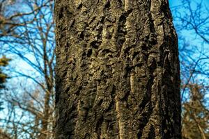 The bark of Amur velvet, Amur cork tree, Phellodendron amurense. Cork tree bark texture. Old Tree bark texture. Natural background. photo