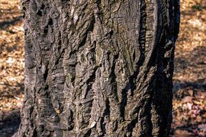 Bark of Amur velvet, or Amur cork tree, Phellodendron amurense. Cork tree bark texture. Old Tree bark texture. Natural background. photo