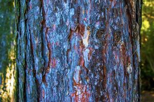 Black pine bark close-up. The texture of trunk of Pinus nigra. Background from living wood. Forest nature skin photo