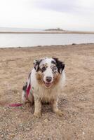 Aussie Australian Shepherd dog in blue marble color and different eye color sitting on the seashore and looking at the camera vertical photo