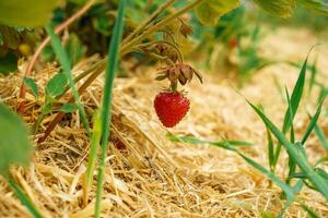 View of red fresh ripe strawberries among strawberry bushes covered with hay. photo
