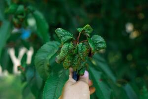 Green cherry leaves covered with a colony of aphids. Insect pests. Plant disease. photo