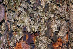 Rowan bark close-up. The texture of the trunk of Sorbus torminalis L. Background from living wood photo