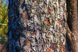 Rowan bark close-up The texture of the trunk of Sorbus torminalis L. Background from living wood. Skin of the forest nature. photo