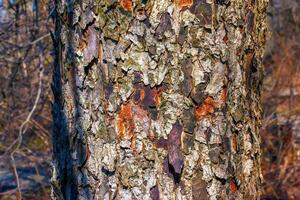 Rowan bark close-up. Texture of trunk of Sorbus torminalis L. Background from living wood. Skin of forest nature photo