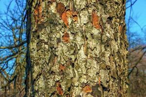 Rowan bark close-up. Texture of the trunk of Sorbus torminalis L. Background from living wood. Skin of forest nature photo