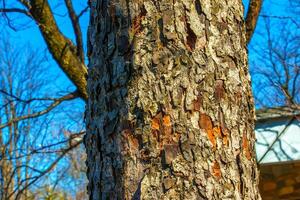 Rowan bark close-up. The texture of trunk of Sorbus torminalis L. Background from living wood. Skin of the forest nature photo