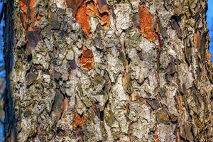 Rowan bark close-up. Texture of trunk of Sorbus torminalis L. Background from living wood. Skin of the forest nature photo