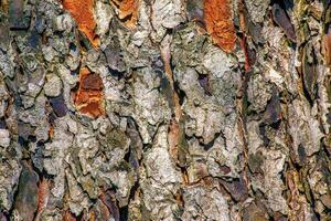 Rowan bark close-up. The texture of the trunk of Sorbus torminalis L. Background from living wood. Skin of forest nature photo
