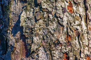 Rowan bark close-up. Texture of the trunk of Sorbus torminalis L. Background from living wood. Skin of the forest nature photo