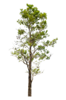 high resolution.tree isolated on transparent background with clipping path and alpha channel png