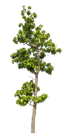 High resolution, Green trees isolated on transparent background. png