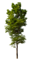Single deciduous tree isolated on transparent background. png