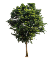 tree isolated on transparent background with clipping path and alpha channel, high resolution png