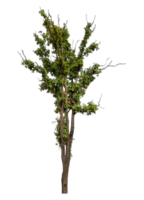 high resolution. tree isolated on transparent background. png