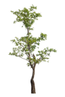 high resolution. tree isolated on transparent background with clipping path and alpha channel png