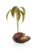 mango tree plant growing from a seed or seedling, whole plant with green leaves, sprouted seed isolated on white background with clipping path.Mango seedling with seed and fresh leaves. photo