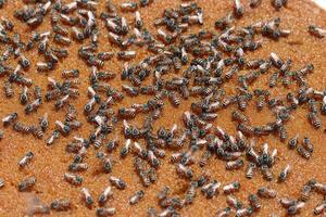 Honeycomb and bee or Apis florea and its sister species together comprise the subgenus Micrapis, and are the most primitive of the living species of Apis. photo