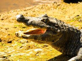 Alligator with open mouth, close-up profile view, Amazonia photo