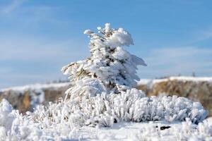 Snow blankets the ground and trees in a serene winter setting under a bright blue sky. The landscape sparkles in sunlight, creating a peaceful atmosphere. photo