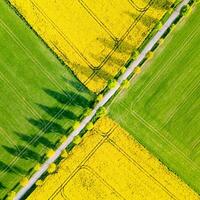 Expanse of bright yellow rapeseed flowers contrasts with lush green grass in a spring landscape. The fields are divided by a winding road, showcasing rural beauty from above. photo