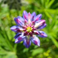Violet lupine flower in a shape of star when seen from above with green grass bokeh background. Shallow depth of field. photo