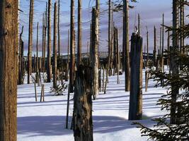 Devasted forest in Jizera Mountains , Czech Republic photo