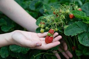 Hands picking ripe strawberries in a lush garden during a sunny day, surrounded by vibrant green leaves, highlighting the joy of harvesting fresh produce photo